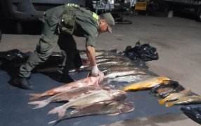 Gendarmería Nacional secuestró más de 500 kilos de pescado, las piezas de fauna ictícola se encontraban en el baúl de un automóvil