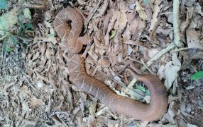 Misiones: Policías Provinciales rescataron un ejemplar de Cascabel que se hallaba dentro de una vivienda, en el Paraje San Alfonso, de la localidad de San Vicente