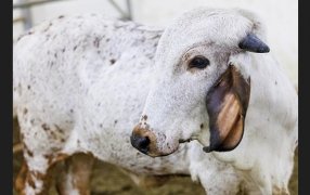 Con edición génica, crean un ternero resistente a la diarrea viral bovina