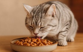 Alertan por el riesgo de deshidratación en gatos: Recomendaciones para mejorar su consumo de agua