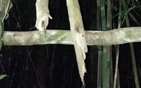 Misiones: Hallaron sin vida a un hombre de 58 años que había salido a cazar en la Biosfera Yabotí, habría caído desde un árbol de aproximadamente cuatro metros de altura