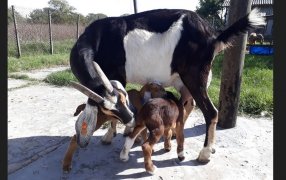 Tambos caprinos: De producción alternativa a negocio redituable