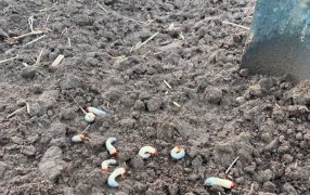 El otoño, momento de monitorear al gusano blanco: cómo identificar las especies perjudiciales