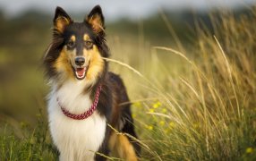 Las claves para el cuidado de la salud de los perros