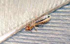 Qué son los bichitos negros que invadieron Buenos Aires