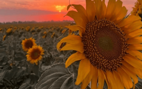 Girasol, el cultivo al que le fue mejor con La Niña que con El Niño