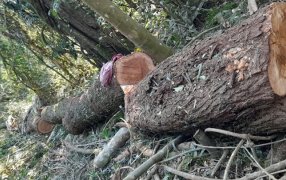 Gendarmería Nacional detectó apeo ilegal de madera nativa
