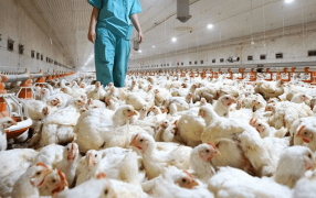Una cadena que sigue tomando vuelo: Radiografía de la producción aviar en Argentina