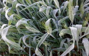Descubren cómo las plantas regulan el crecimiento de los pelos radicales de las raíces a bajas temperaturas