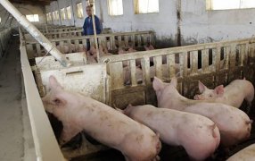 El SENASA elaboró un plan de contingencia frente a la peste porcina africana ante una eventual emergencia