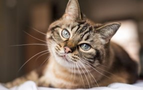 Claves para una alimentación felina más variada y saludable