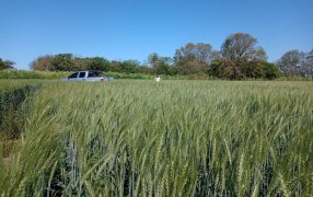 Un trigo de 53 quintales con muy poca agua, la experiencia Quiriko de un productor entrerriano