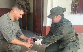 Rescate de ave silvestre