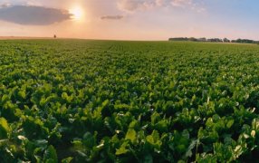 RAGT Semillas llegó a un acuerdo para la adquisición de Deleplanque, Strube y van Wavere