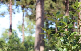 Comenzó la sesión de precios para la zafra gruesa, para determinar los nuevos valores de la hoja verde y de la yerba mate canchada