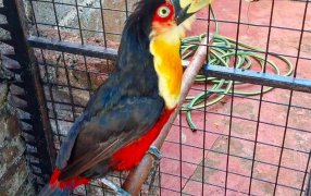 Vecinos requirieron a la Policía de Misiones para resguardar a un tucán bicolor en peligro de extinción