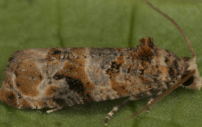 Preocupación en Cuyo: Podrían faltar fondos para combatir la polilla de la vid