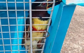 Rescate de ave silvestre herida, a cargo de Integrantes de Gendarmería Nacional en Oberá