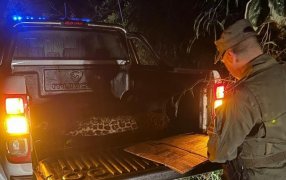 Misiones: Avances en la investigación por la muerte de un yaguareté atropellado en la Ruta Nacional N° 12