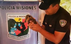 Rescataron a dos animales silvestres y los liberaron en su hábitat natural