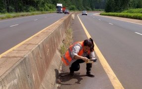 Misiones: Monitorean impacto de fauna atropellada en la jurisdicción del Parque Federal Campo San Juan