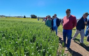 Nuevo formato de exposiciones: Se viene Expocereales, primera muestra temática a campo sobre trigo y cebada con todas sus decisiones de manejo