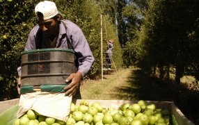 Las peras y manzanas de Río Negro y Mendoza ya tienen calendario “oficial” para la cosecha