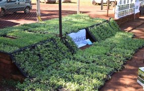 Misiones: Mujeres rurales impulsan la producción hortícola, entregaron plantines y fertilizantes orgánicos a más de 40 productoras de la localidad de Dos de Mayo