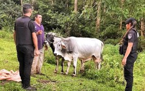 Ambos bovinos fueron devueltos a su propietario: Agentes policiales evitaron que le robaran una yunta de bueyes a un agricultor en el municipio misionero de 25 de Mayo