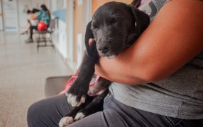 Atención veterinaria esencial en los barrios posadeños