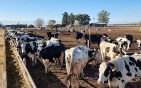 Presentan el primer aditivo nutricional a base de Glicerol