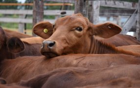 Misiones: Se realizó la Fiesta Provincial del Ternero en Montecarlo con gran participación de productores en la expo agrícola, comercial y ganadera