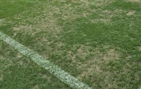 El preocupante estado del césped en el Estadio Madres de Ciudades de Santiago del Estero antes de River Plate - Rosario Central