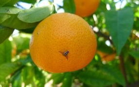 Declaran la alerta fitosanitaria por mosca de los frutos en zonas de Corrientes y Entre Ríos