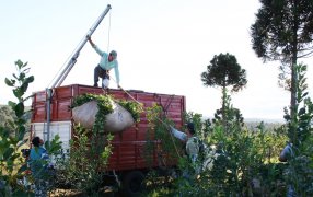 Balance 2023: El Área Técnica del INYM desarrolló una intensa actividad de apoyo al sector yerbatero