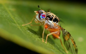 La contaminación atmosférica puede reducir la supervivencia de insectos esenciales, alertó un estudio