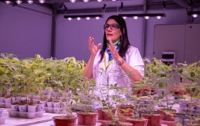 Transformando la Inoculación de Soja: Novozymes Lidera Avances Tecnológicos para Incrementar los Rendimientos Agrícolas