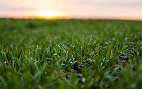 RAGT compra el programa de mejoramiento genético de trigo de Basf, situado en Australia