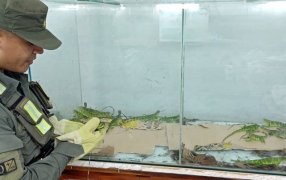 Animales exóticos se encontraban ocultos en una caja de cartón dentro de un ómnibus, los especímenes son endémicos de la selva amazónica, por lo que habrían sido traídos en forma ilegal desde el Brasil