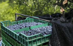 Comenzó la campaña 2024 de arándanos, con una exportación a Estados Unidos