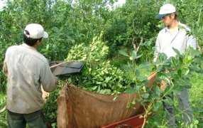 La yerba mate con precio “libre” y otros impactos del Decreto de Necesidad y Urgencia en el campo y las economías regionales