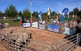 En el Municipio de Dos de Mayo la Sociedad Rural Ovina Caprina Equina y Porcina de Misiones remató un dorper por más de un millón de pesos y un chivo en seiscientos mil pesos