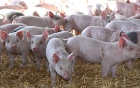 Sin rentabilidad, advierten por múltiples cierres de granjas de producción porcina