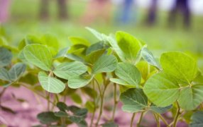 Bioestimulantes de calidad japonesa desembarcan en Argentina