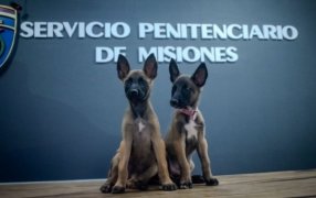 Kira y Max, son los dos nuevos integrantes de la sección canes K9 del Servicio Penitenciario Provincial