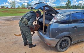 Gracias al can “Uno”, Gendarmería Nacional secuestró marihuana oculta, el estupefaciente se encontraba disimulado dentro de una rueda de auxilio