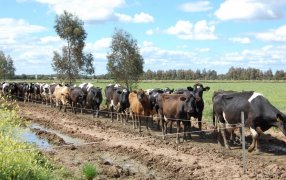 Evolución de la producción mundial de leche: Sorprende el crecimiento de Australia