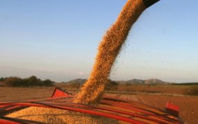 Las lluvias no alcanzaron: Por la ola de calor, se perderán entre 20% y 30% de los cultivos de soja