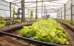 Autoabastecimiento carcelario: Internos siembran y cosechan verduras en el Complejo Penitenciario N° 1 de Loreto