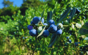 Controladores biológicos: Un parasitoide podría ser la solución contra moscas que afectan a las frutas